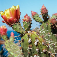 Load image into Gallery viewer, Opuntia littoralis - Coast Prickly Pear