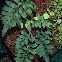 Load image into Gallery viewer, Polypodium californicum - California Polypody