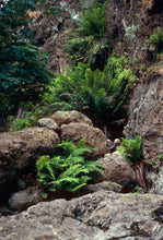 Load image into Gallery viewer, Woodwardia fimbriata - Giant Chain Fern