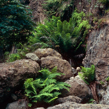 Load image into Gallery viewer, Woodwardia fimbriata - Giant Chain Fern