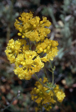 Load image into Gallery viewer, Eriogonum umbellatum - Sulphur Buckwheat