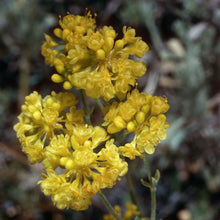 Load image into Gallery viewer, Eriogonum umbellatum - Sulphur Buckwheat