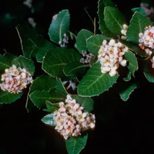 Load image into Gallery viewer, Rhus integrifolia - Lemonade Berry
