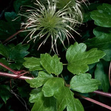 Load image into Gallery viewer, Clematis ligusticifolia - Virgin's Bower