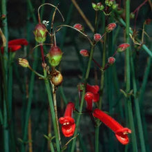 Load image into Gallery viewer, Gambelia juncea 'Gran Canon' - Gran Canon Baja Bush Snapdragon