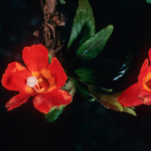 Load image into Gallery viewer, Diplacus parviflorus - North Island Monkeyflower