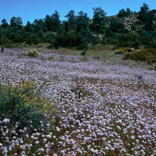 Load image into Gallery viewer, Gilia capitata - Blue Field Gilia