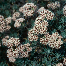 Load image into Gallery viewer, Eriogonum arborescens - Santa Cruz Island Buckwheat