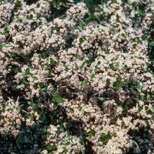 Load image into Gallery viewer, Ceanothus cuneatus - Buck Brush