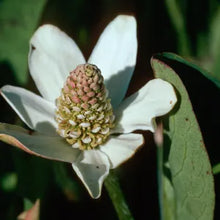 Load image into Gallery viewer, Anemopsis californica - Yerba Mansa