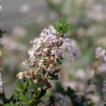 Load image into Gallery viewer, Ceanothus cuneatus - Buck Brush