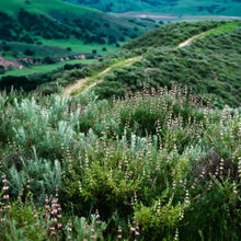 Load image into Gallery viewer, Salvia mellifera - Black Sage