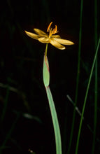 Load image into Gallery viewer, Sisyrinchium californicum - Yellow Eyed Grass