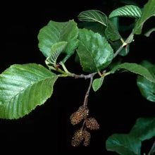 Load image into Gallery viewer, Alnus rhombifolia - White Alder