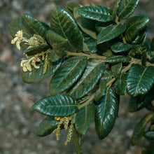 Load image into Gallery viewer, Quercus tomentella - Island Oak