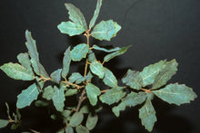 Load image into Gallery viewer, Quercus engelmannii - Engelmann Oak