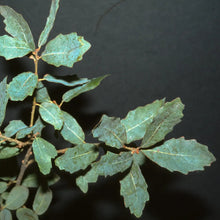 Load image into Gallery viewer, Quercus engelmannii - Engelmann Oak