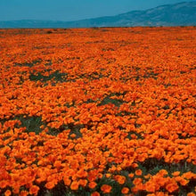 Load image into Gallery viewer, Eschscholzia californica - California Poppy