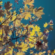 Load image into Gallery viewer, Acer macrophyllum - Big Leaf Maple