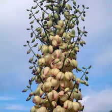 Load image into Gallery viewer, Hesperoyucca whipplei - Chaparral Yucca