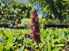 Load image into Gallery viewer, Salvia spathacea 'Santa Barbara Sunset' - Santa Barbara Sunset Hummingbird Sage