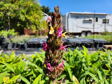 Load image into Gallery viewer, Salvia spathacea 'Santa Barbara Sunset' - Santa Barbara Sunset Hummingbird Sage