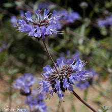 Load image into Gallery viewer, Salvia 'Allen Chickering' - Allen Chickering Sage