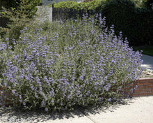Load image into Gallery viewer, Salvia 'Allen Chickering' - Allen Chickering Sage