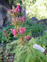 Load image into Gallery viewer, SBBG