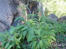 Load image into Gallery viewer, SBBG