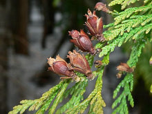 Load image into Gallery viewer, Thuja plicata 'Emerald Cone'- Emerald Cone Western Red Cedar
