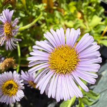 Load image into Gallery viewer, Erigeron glaucus 'Cape Sebastian' - Cape Sebastian Seaside Daisy