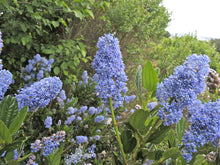 Load image into Gallery viewer, Ceanothus thyrsiflorus - Blueblossom Ceanothus