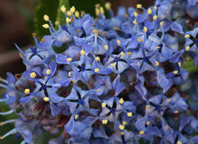 Load image into Gallery viewer, Ceanothus thyrsiflorus - Blueblossom Ceanothus