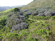 Load image into Gallery viewer, Ceanothus thyrsiflorus - Blueblossom Ceanothus