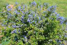 Load image into Gallery viewer, Ceanothus thyrsiflorus 'El Dorado'