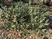 Load image into Gallery viewer, Frangula californica 'Mound San Bruno' - Mound San Bruno Coffeeberry