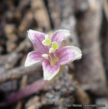 Load image into Gallery viewer, Dichondra occidentalis - Western Dichondra