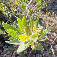 Load image into Gallery viewer, Arctostaphylos 'Pacific Mist' - Pacific Mist Manzanita