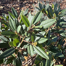 Load image into Gallery viewer, Frangula californica 'Mound San Bruno' - Mound San Bruno Coffeeberry