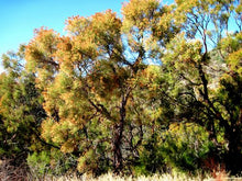Load image into Gallery viewer, Adenostoma sparsifolium- Red Shanks