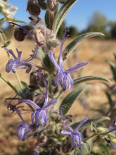 Load image into Gallery viewer, Trichostema lanceolatum-Vinegarweed