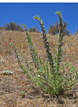 Load image into Gallery viewer, Trichostema lanceolatum-Vinegarweed