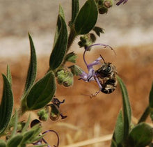 Load image into Gallery viewer, Trichostema lanceolatum-Vinegarweed