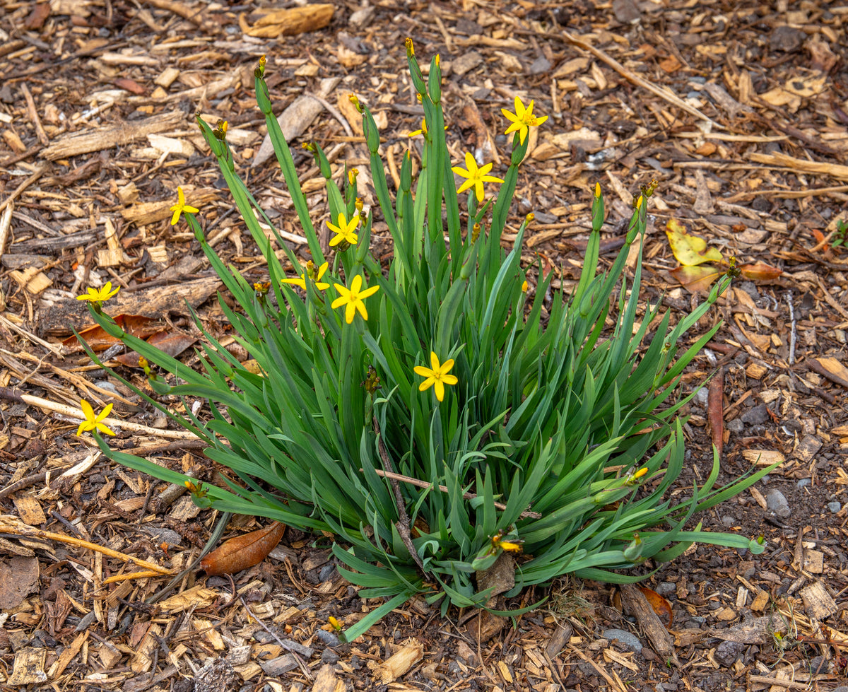 Interesting Info About Yellow Eyed Grass