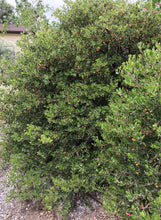 Load image into Gallery viewer, Arctostaphylos purissima 'Vandenberg' - Vandenberg Manzanita