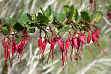 Load image into Gallery viewer, Ribes speciosum - Fuchsia Flowering Gooseberry
