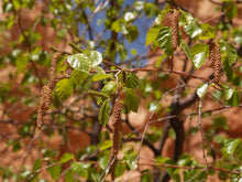 Load image into Gallery viewer, Betula occidentalis - Water Birch
