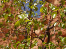 Load image into Gallery viewer, Betula occidentalis - Water Birch