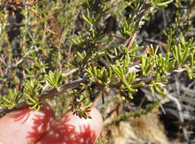 Load image into Gallery viewer, Adenostoma fasciculatum - Chamise